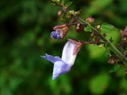 Image result for Isodon ramosissimus