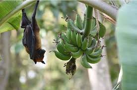 To revisit this article, visit my profile, thenview saved stories. Ai Helps Identify Bat Species Suspected Of Carrying Nipah Virus The Hindu Businessline