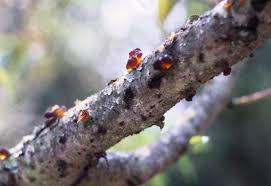 Image result for Pycnobotrya