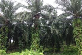 Total export of palm oil products in the same year was 25.37. Oil Palm Plantations In Sabah Return To Full Capacity After Restrictions Lifted The Edge Markets