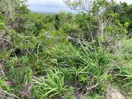 Image result for Pancovia holtzii