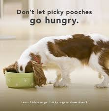 My Dog Won T Eat 5 Things To Help Even The Pickiest Pooch Love His Food Dog Food Recipes My Dog Wont Eat Best Dog Food