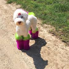 Opawz Permanent Dye For Dog And Horse In 2020 Creative Grooming Dog Hair Dye Dog Hair