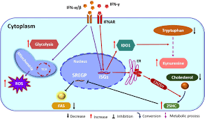 Join facebook to connect with paula andrea rodriguez correa and others you may know. Frontiers Virus Infections And Host Metabolism Can We Manage The Interactions Immunology