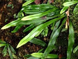 Image result for Lepisorus