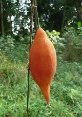 Image result for Momordica pterocarpa