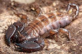 Image result for Scorodophloeus