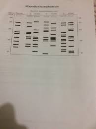 Dna fingerprinting can also be used to determine paternity and track down relatives. Solved Exercise 4 A Paternity Case Biotechnology Compani Chegg Com
