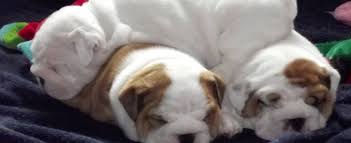 However, free bulldog dogs and puppies are a rarity as rescues usually charge a small adoption fee to cover their expenses (usually less than $200). English Bulldogs In South Africa Bulldog Breeders In South Africa Bulldog Puppies For Sale In South Africa English Bulldog Puppies For Sale In South Africa Bulldog Breeders In South