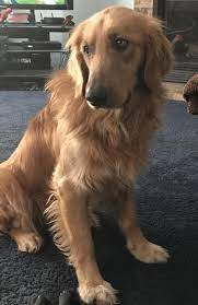 The numbers increase if you consider a puppy to be anything less than a year old. Pin On Puppy