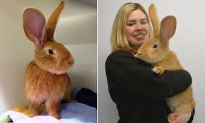 Curious and yet very calm making fantastic pets for children and adults a like. Spca Centre In Glasgow Search For Home For Continental Giant Rabbit Atlas Daily Mail Online