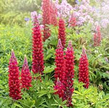 Flowers that grow back every year are called. 20 Best Perennial Flowers Easy Perennial Plants To Grow