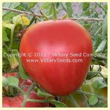 Can i use commercial egg replacer powder in place of egg whites? What Is An Oxheart Tomato