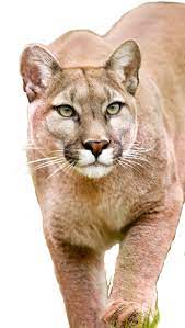 About The Mountain Lion Foundation Mountain Lion Lion Images Big Cats