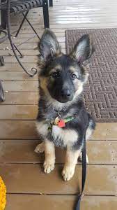 Maybe you would like to learn more about one of these? Get Fantastic Pointers On German Shepherds They Are Offered For You On Our Web Site Blackgerm Shepherd Puppies German Shepherd Puppies German Shepherd Dogs