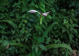 Image result for Whitfieldia orientalis