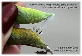 Sometimes the chrysalis has enough of the attaching material left that you can wrap it around a pin and hang it that way. Chalcid Wasps In Black Swallowtail Butterfly Chrysalises Butterfly Fun Facts