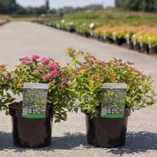 Image result for Spiraea x bumalda ´Crispa