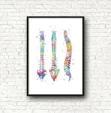 Medical Art Watercolor Spine Clinical Art Doctor Etsy Medical Art Anatomy Art Doctor Etsy