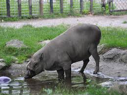 October 29, 2020· printable map by rani d. Babyrousa Celebensis North Sulawesi Babirusa In Toronto Zoo