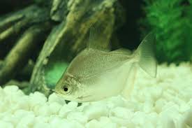 Silver Dollar Fish Care Size Lifespan Tankmates Breeding