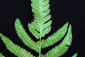 Image result for Christella gueinziana