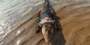 If the next entry in the franchise isn't keen to return to the united states, peru and its jungles are another good option. Q Rjrsijptlorm