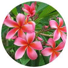 Image result for Plumeria rubra