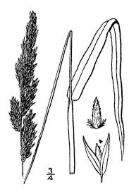 Image result for Phalaris