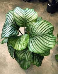 How To Grow And Care For Calathea Orbifolia Calathea Plant Plants Calathea Orbifolia