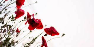 Anzac day is one of the most important national holidays celebrated both in australia and new zealand. 8 Books For Anzac Day Reading Australia