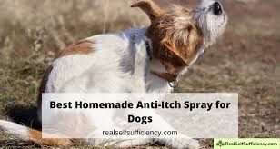 The Best Homemade Anti Itch Spray For Dogs Real Self Sufficiency