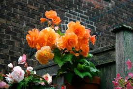 Apr 01, 2021 · place the tubers an inch (2.5 cm.) apart, hollow side up, in a shallow tray filled with moist potting mix and sand. Starting Tuberous Begonias Garden Making