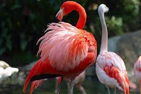Beautiful Birds 20 Most Beautiful Birds In The World Raoahsan S Blog Why Are Flamingos Pink Rainforest Birds Beautiful Birds