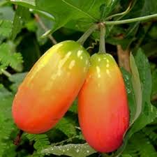 Image result for Coccinia