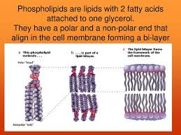 Cell membrane has a lipid bilayer and protein molecules studded in between. Lipids And Cell Membrane Structure Ppt Download