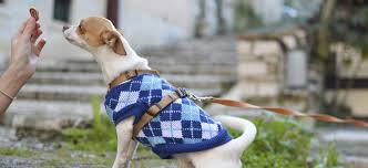8 Best Dog Treats In The Uk 2021 Dog Desires