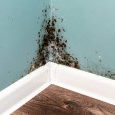 Ascospores Mold In The Home