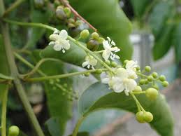 Image result for Petiveriaceae