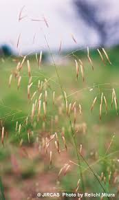 Image result for Eragrostis heteromera