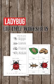 Ladybug Life Cycle Worksheets For Kids Ladybug Life Cycle Life Cycles Preschool Life Cycles