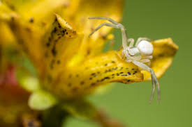 white spiders in oregon and washington ask mr little