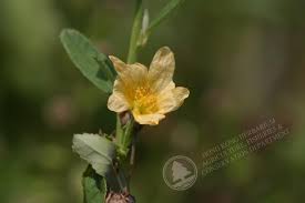 Image result for Sida chrysantha