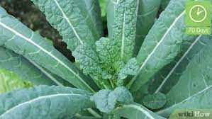 In that home we had a 4×8 ft garden that we tried to grow tomatoes and squash in. How To Pick Kale 10 Steps With Pictures Wikihow