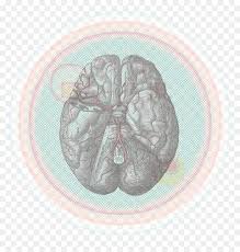 The blood vessels are part of the circulatory system and function to transport blood throughout the body. Blood Vessels Labeled Icse Solutions For Class 10 Biology The Circulatory System A Plus Topper While Most Blood Vessels Are Located Deep From The Surface And Are Not Visible The