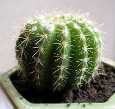 Plante care traiesc in desert. Zonele Naturale Ale Rusiei Sunt DeÈerturile Èi Semi DeÈerturile VegetaÈia Semi DeÈerturilor Din Rusia