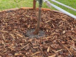 Japanese red maple bare root. Correct Planting Depth Of My Red Maple