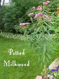 Milkweed are beautiful american wildflowers and delightful garden plants. Prepare Milkweed Plants For Monarch Eggs Raise The Migration Milkweed Plant Milkweed Garden Monarch Butterfly Garden