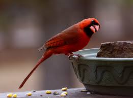 Pada umumnya orang beranggapan memelihara hewan peliharaan di rumah sungguh merepotkan dan menyita waktu. Wallpaper Pohon Pemandangan Kucing Burung Burung Hewan Alam Kadal Merah Di Luar Rumah Tanaman Bulu Makro Cabang Jamur Kupu Kupu Anjing Margasatwa Burung Hantu Burung Rajawali Perkelahian Hewan Peliharaan Layang Layang Reptil