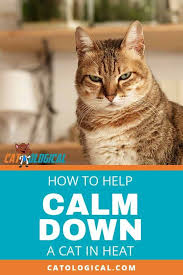 If Your Cat Is In Heat Or You Re Used To That As A Cat Owner You May Be Aware Of How That Can Impact Their Mood In D Cat In Heat